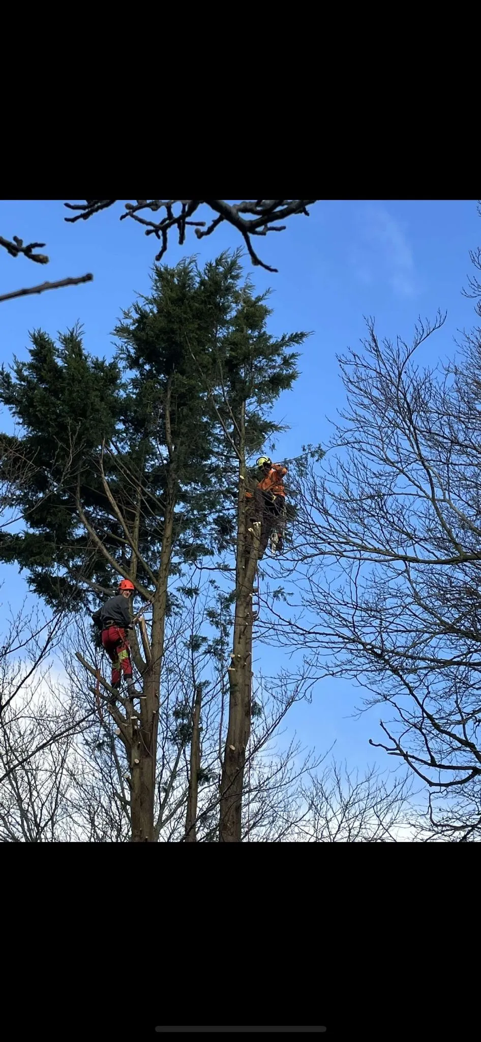 Professional arborist safely removing a large tree from a residential property