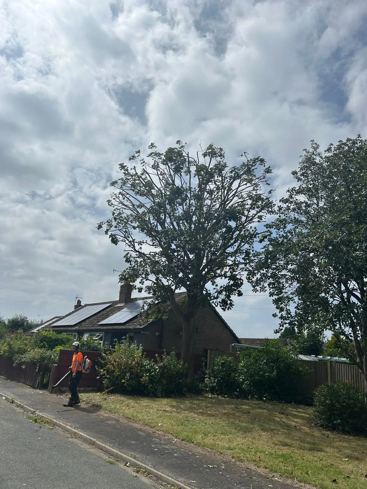 An arborist carefully pruning high branches on a mature tree