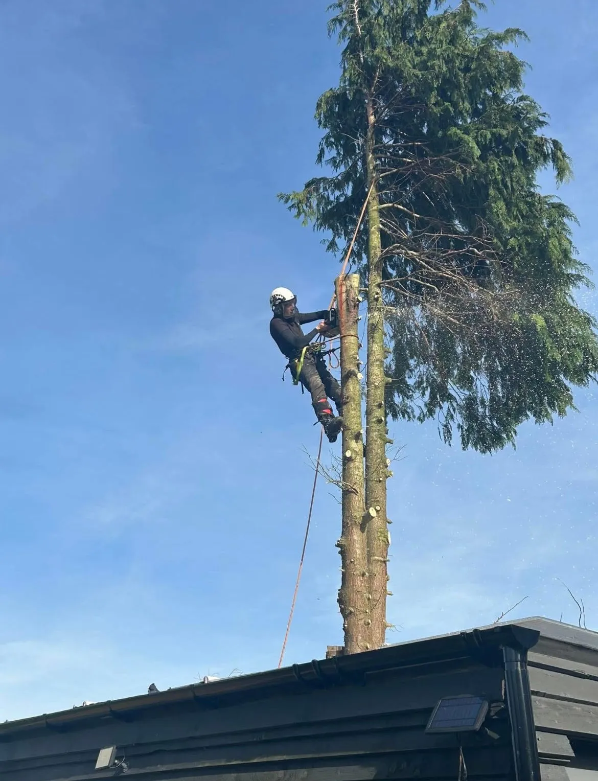 Tree surgeon at work, maintaining trees safely